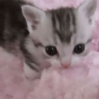 オリジナル楽曲 - ︎︎
