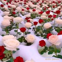 love0256912