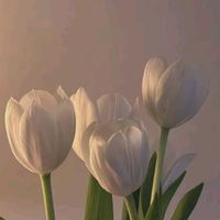 yangtuliptulipaja_