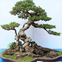 bonsaiaz193