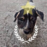 suara asli