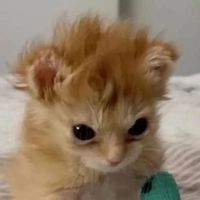 cerealdebolinhaa