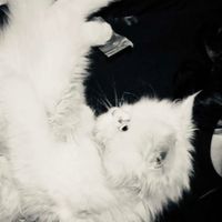 cou_ou4