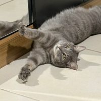 florinhacat