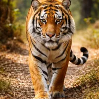 original sound - _904901