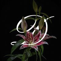 muahavangcauhophan23