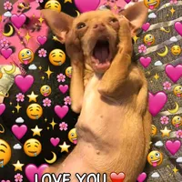 original sound - benzss1