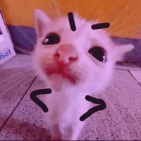 cooki4217