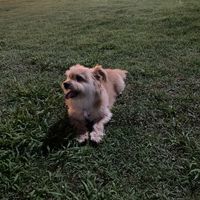 tictokhakk