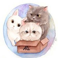 high5_cat