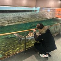 kai_to5311