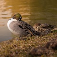 original sound - Anil00977