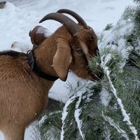 _kozi_188