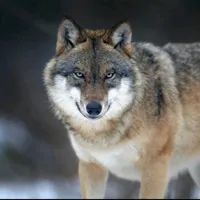 original sound - turky_ff16