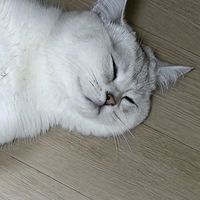 오리지널 사운드 - RosTe