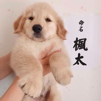 goldenretriever_futa