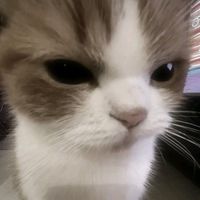 ilovecat_290