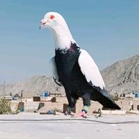 malik.pigeon87