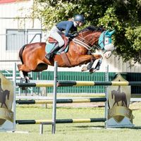 lilys.performancehorses