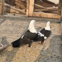 chaudhary_bilal_aviary