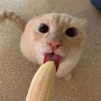 ghamyuii00
