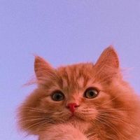 kiniww