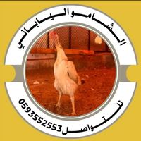 alshamo_10