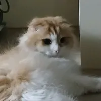 original sound - yeoning01