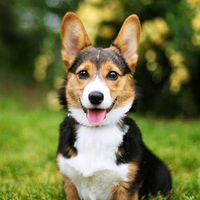 petdogfunny1
