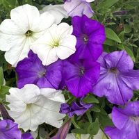 _thecrystalgarden_
