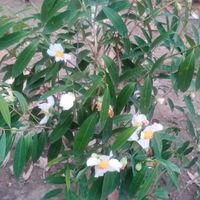 sandarlin704