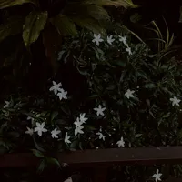 original sound - krathang788