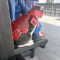 chikoharazukudigo1