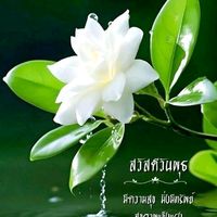 เสียงต้นฉบับ - นก
