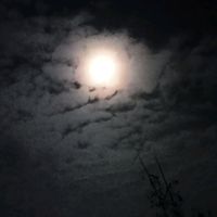 mdshamimhossain9279