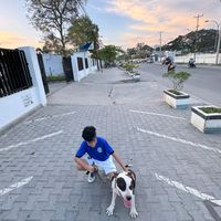 suara asli