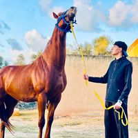 الصوت الأصلي