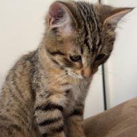 issabumsprivatestory