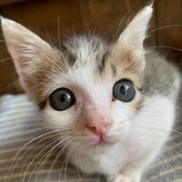 オリジナル楽曲 - 猫好き🐈