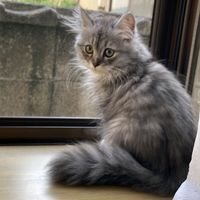 siberian_tabi