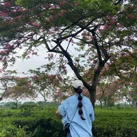 original sound - subeetaselinglimbu