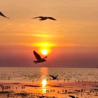 naramoomoo