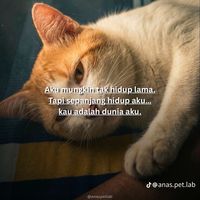 abuhurairahtoyan