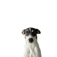 original sound - milopetw