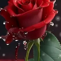 original sound - shahidulislamanyany