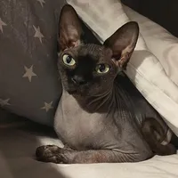 original sound - _batty_cat
