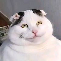 meobeotutien66666