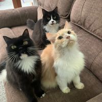 original sound - CatsAuntie