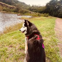 huskyondrugs