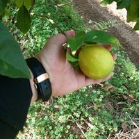 farahat661